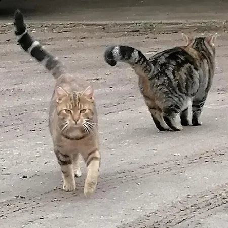 Auf Dem Lande * Wrestedt